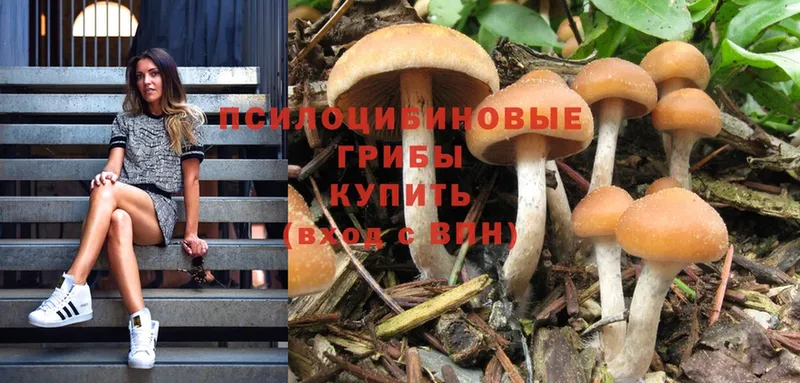 Галлюциногенные грибы Psilocybe  omg зеркало  Новосиль 